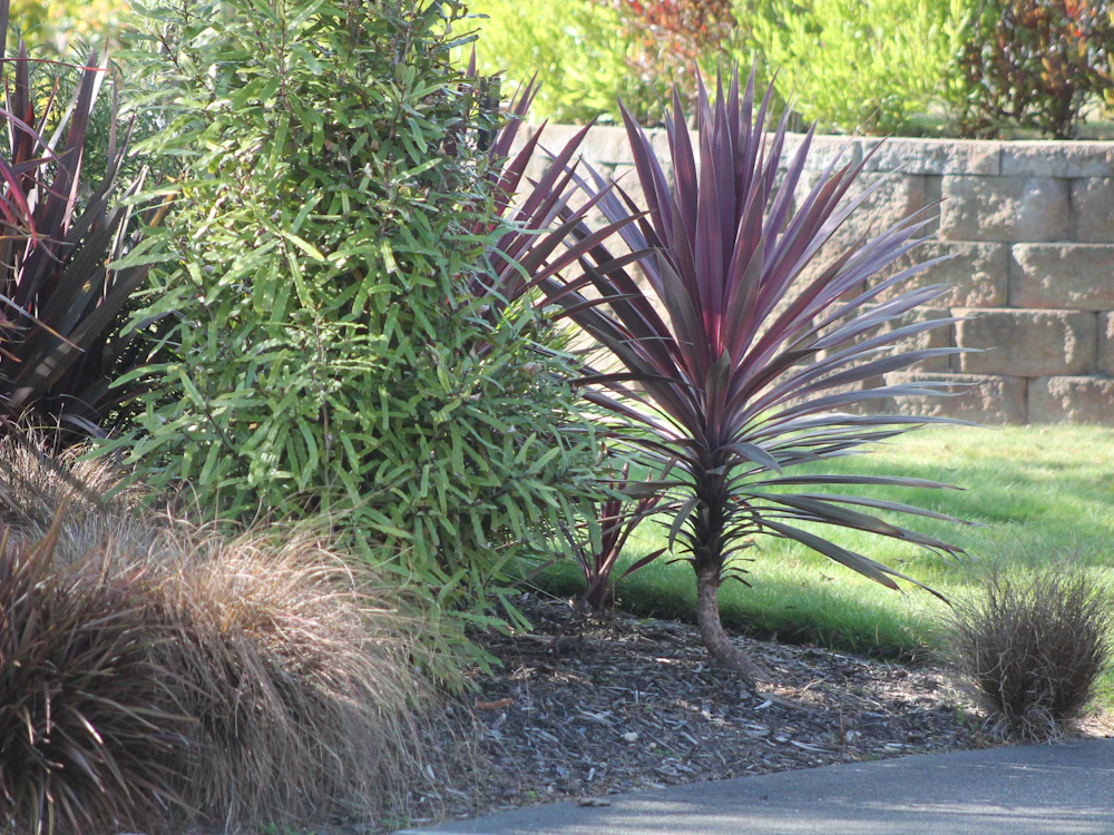 Cordylines and grasses planted in front of a block retaining wall