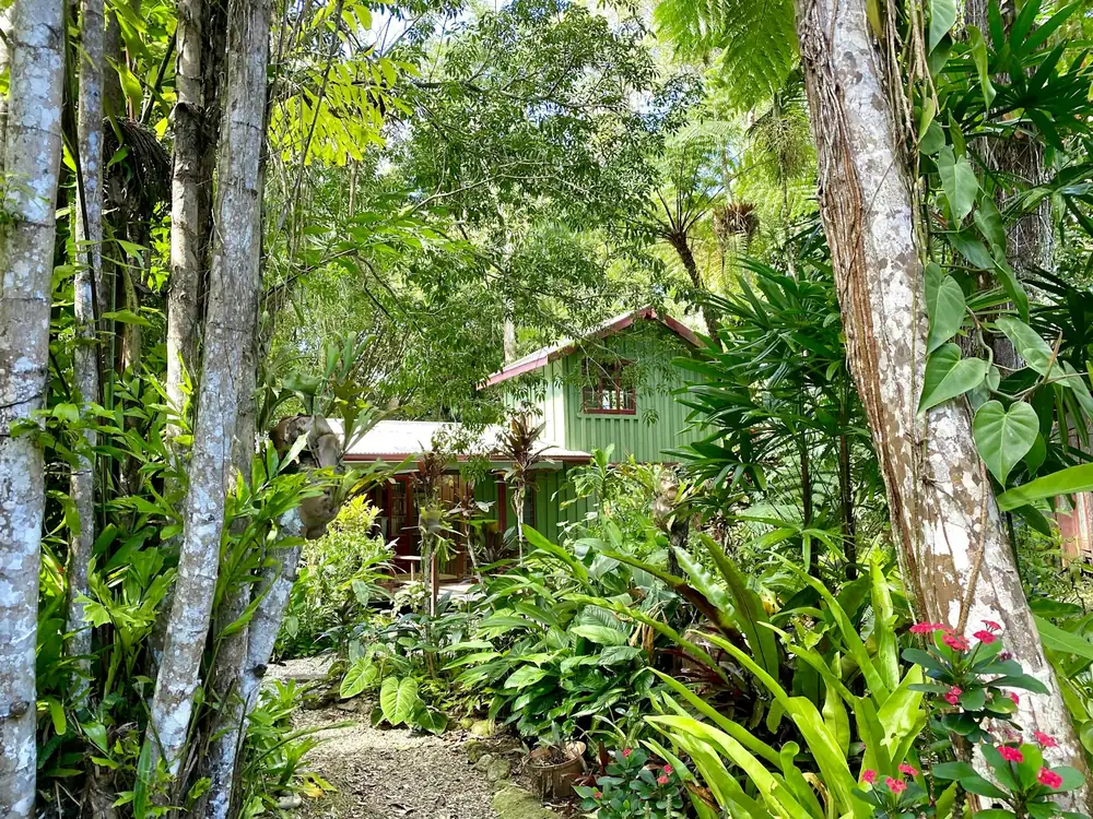 Lush subtropical garden with palms and a green timber cottage