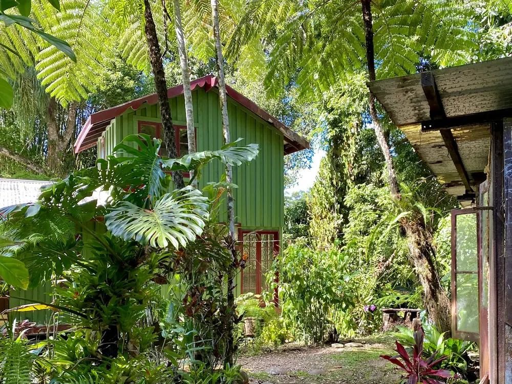 A green timber Queenslander on stumps among palms and ferns